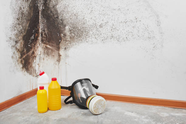 Best Attic Mold Removal  in Sandston, VA